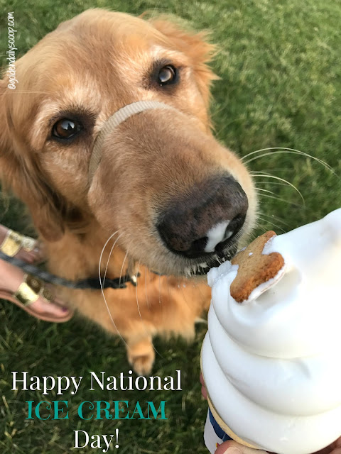 golden retriever dog eating an ice cream cone