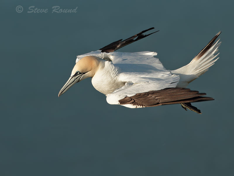gannet, seabird, bird, wildlife, nature