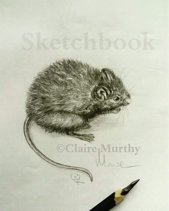 British Wildlife Art : Mice