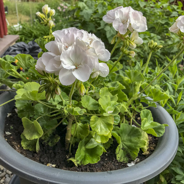 vita pelargoner vita_pelargoner