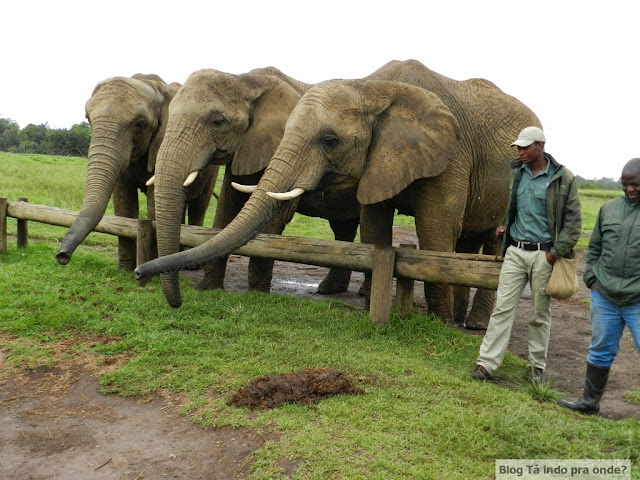Elephant Sanctuary, Plettenberg Bay, África do Sul