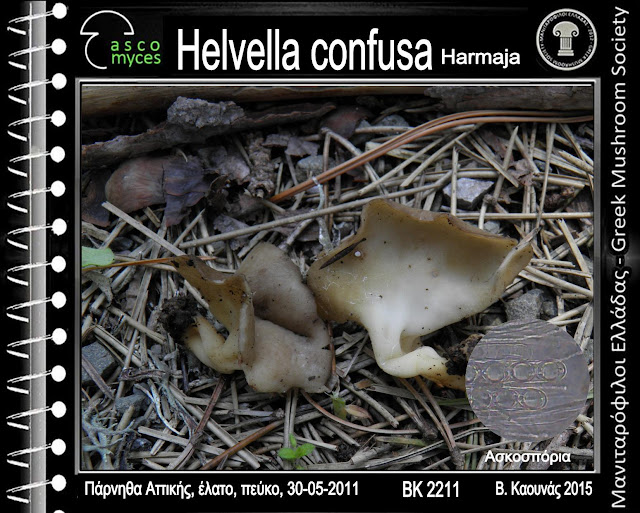 Helvella confusa Harmaja