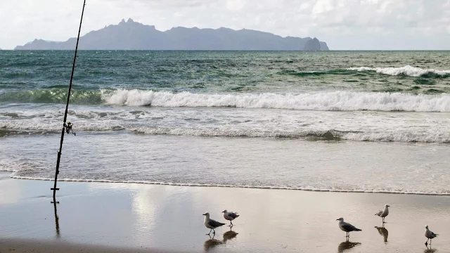 2 weeks in New Zealand: birds looking at a fishing pole at Mangawhai Heads en route from Auckland to the Bay of Islands on the North Island