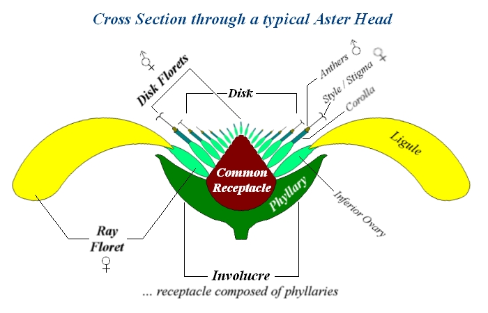 Tangled Web: A Short Primer on "Aster"ology