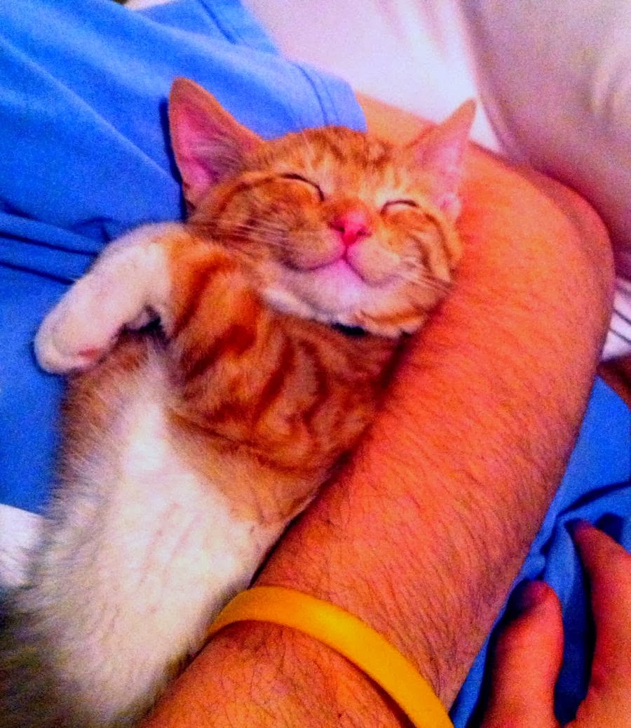 Funny cats - part 92 (40 pics + 10 gifs), happy cat sleeping