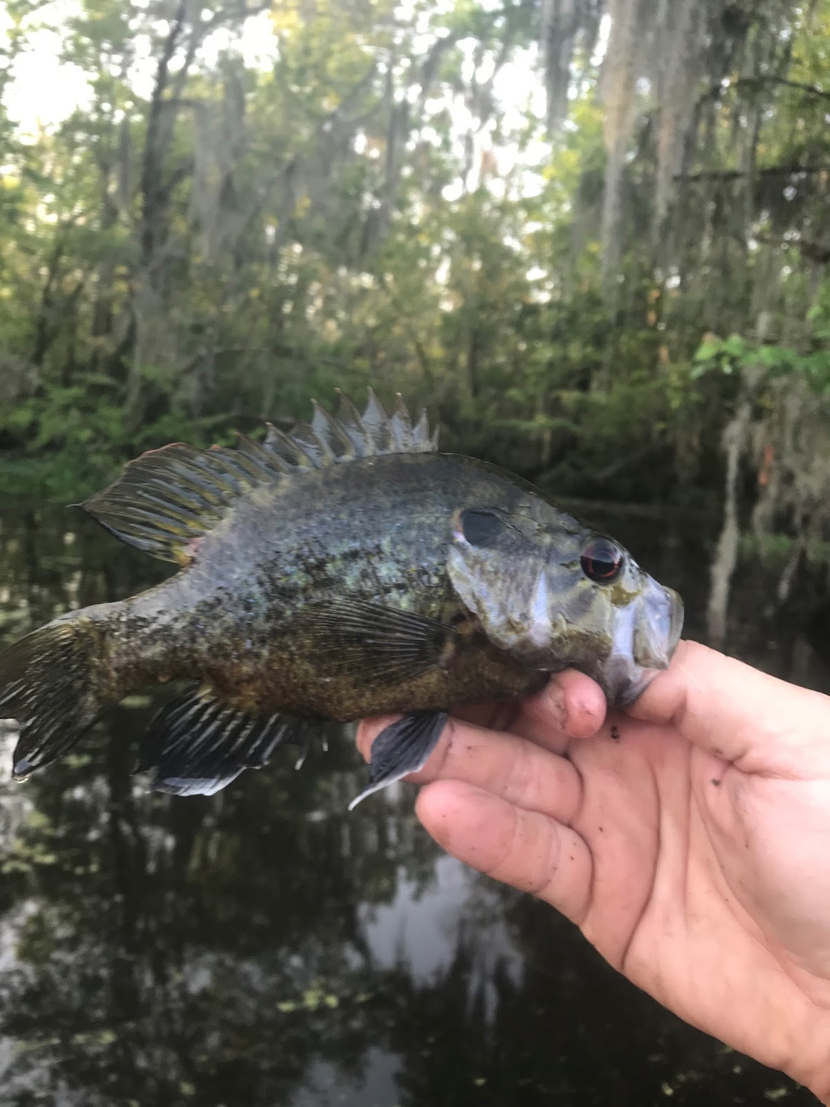 Hollier on da Bayou Blind River Goggleeye fishing trips