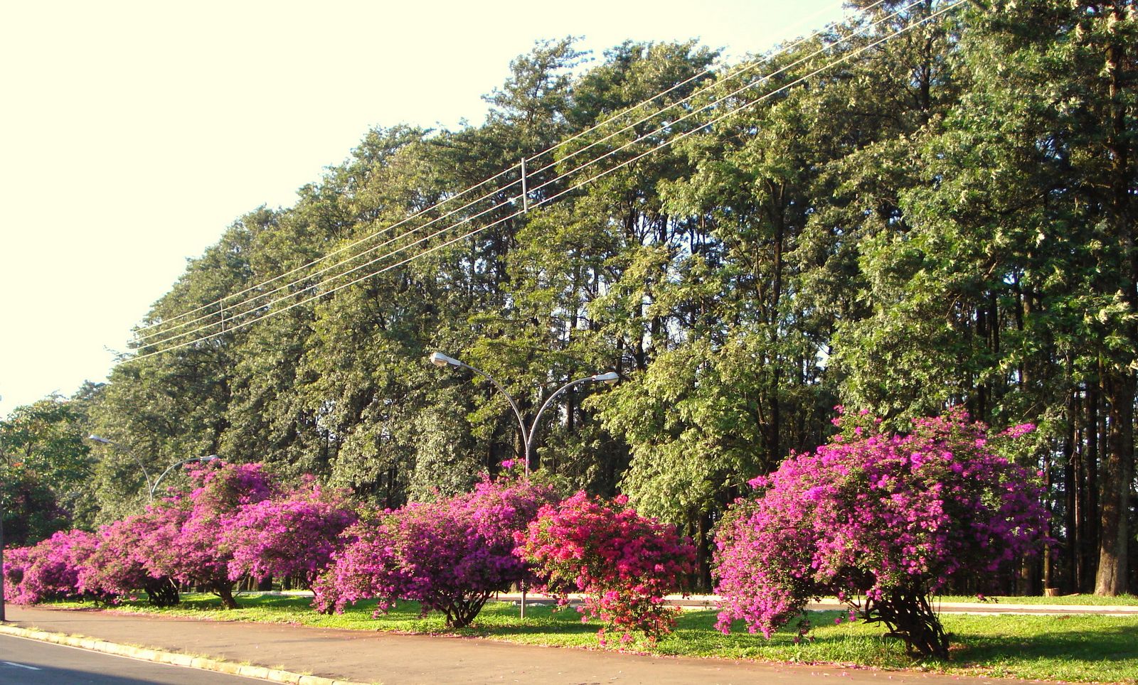 Fotos e Videos de Marta Gambini: Parque das Grevileas