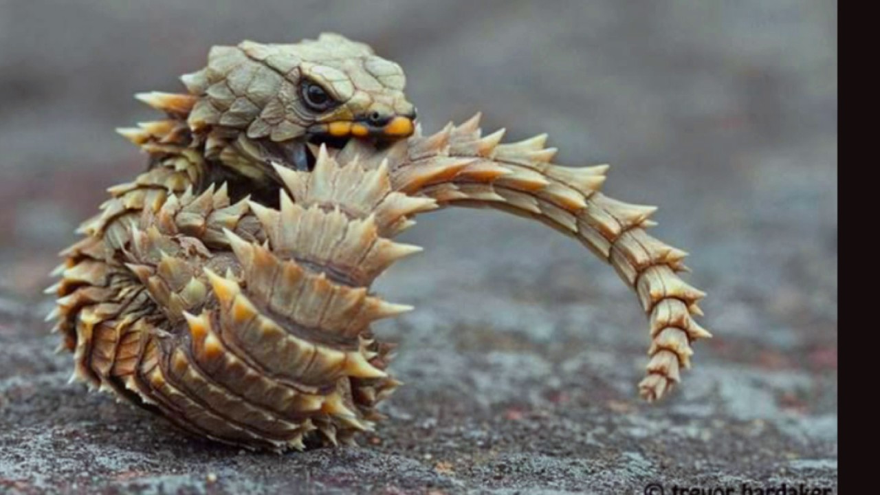 Jo-Anne's Ramblings: Creature Wednesday / Armadillo Lizard