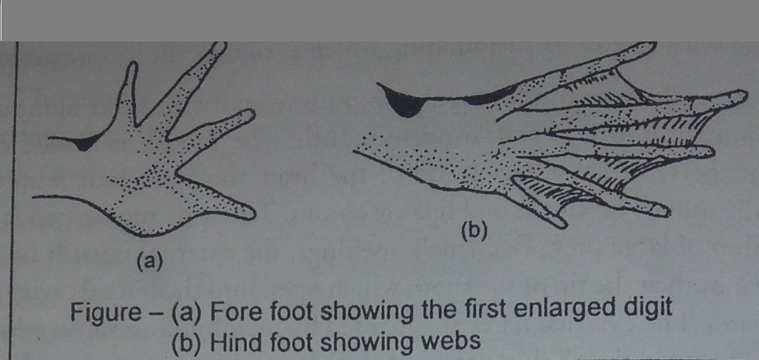 Zoology for higher secondary level External Features Or morphology