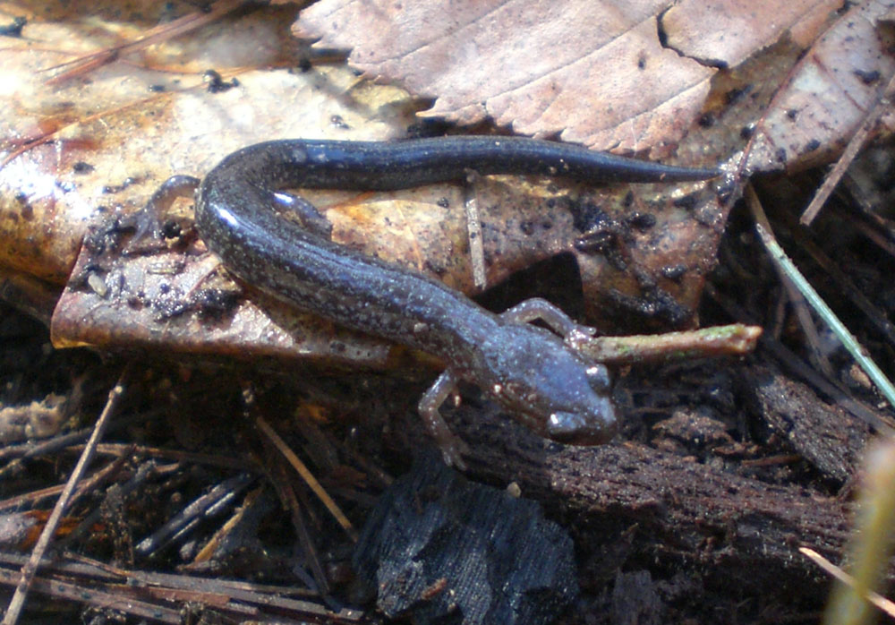 Woods Walks and Wildlife: The most adorable salamander ever (also, birds)