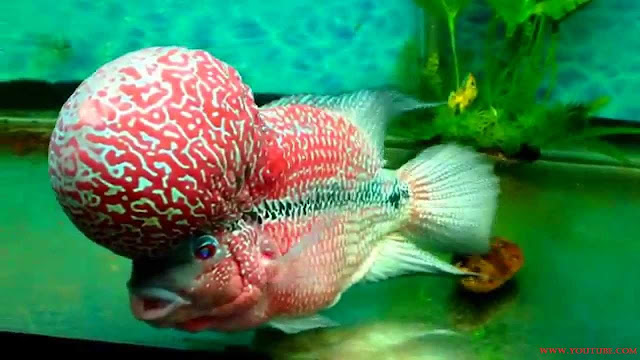 Gambar Ikan Luohan Juara Kontes Tahun 2015