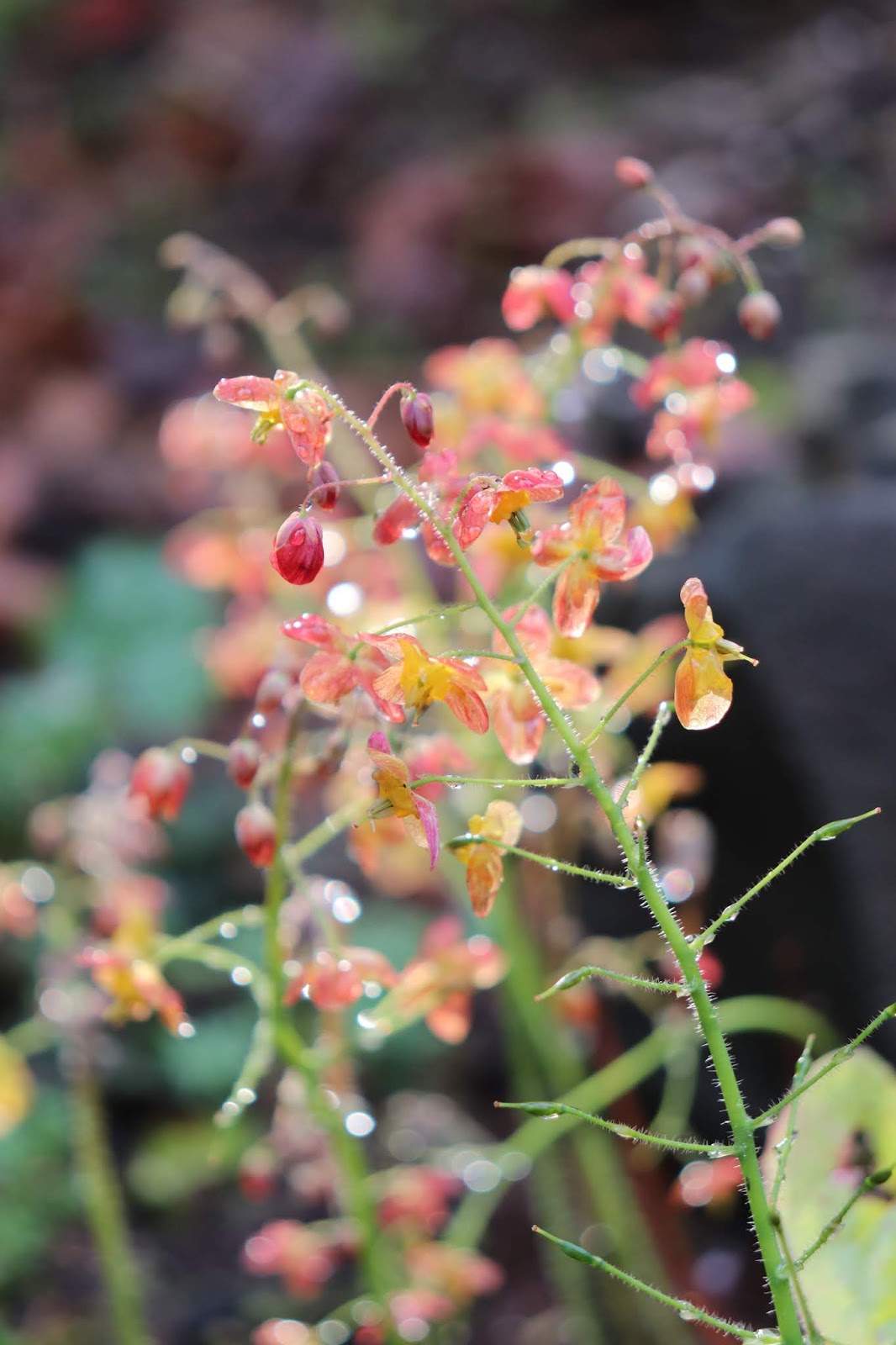 April Flowers