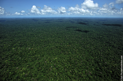 Fabrication du quinquina