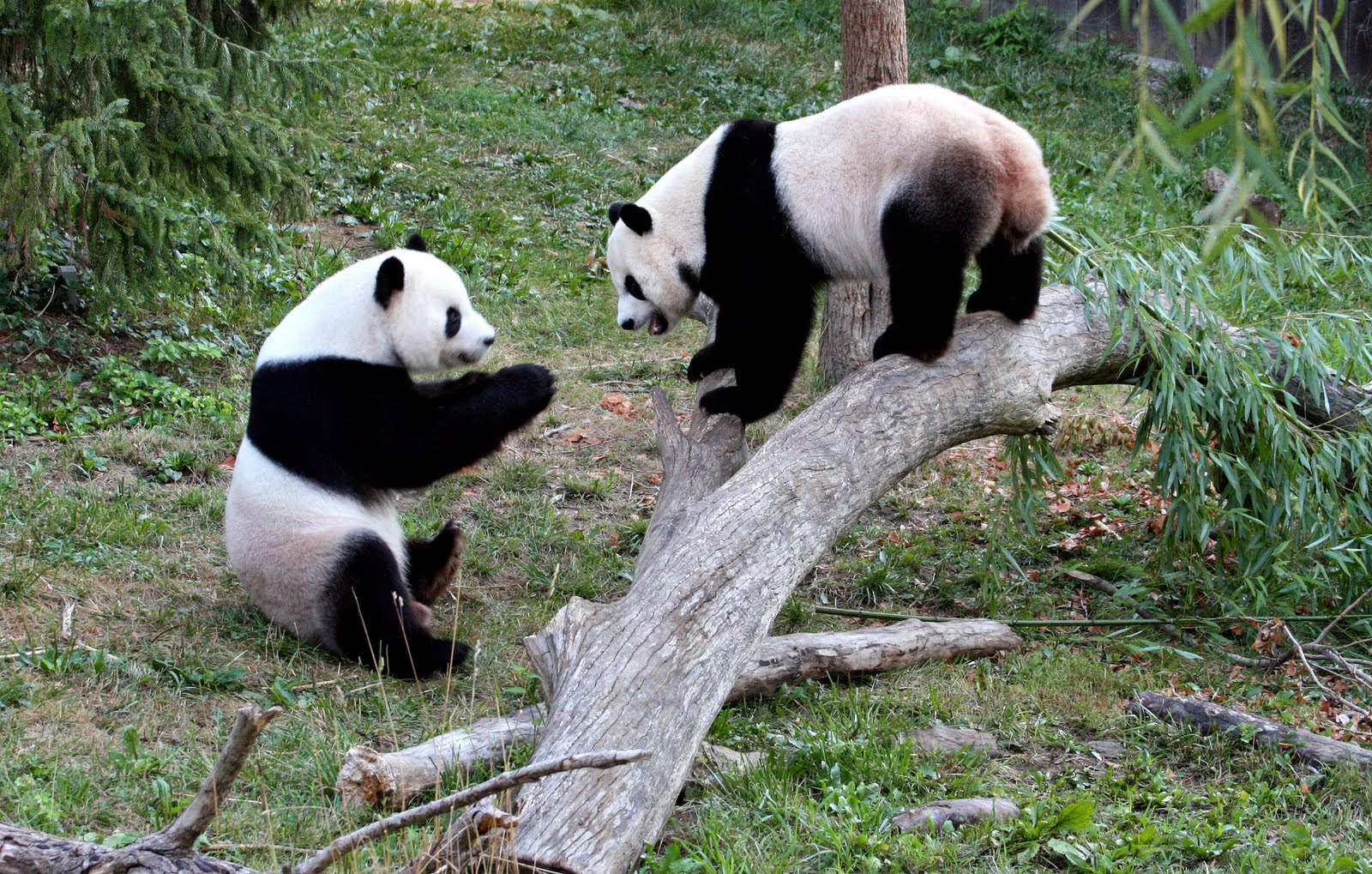 For Love of Pandas Panda Pics Gallery