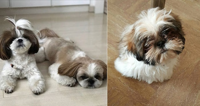 Veja 5 comportamentos estranhos de seu SHIH TZU que indicam que ele tem graves problemas de saúde