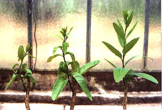 Exoten in Nederland Citrus Exocortis Viroid (CEVd)