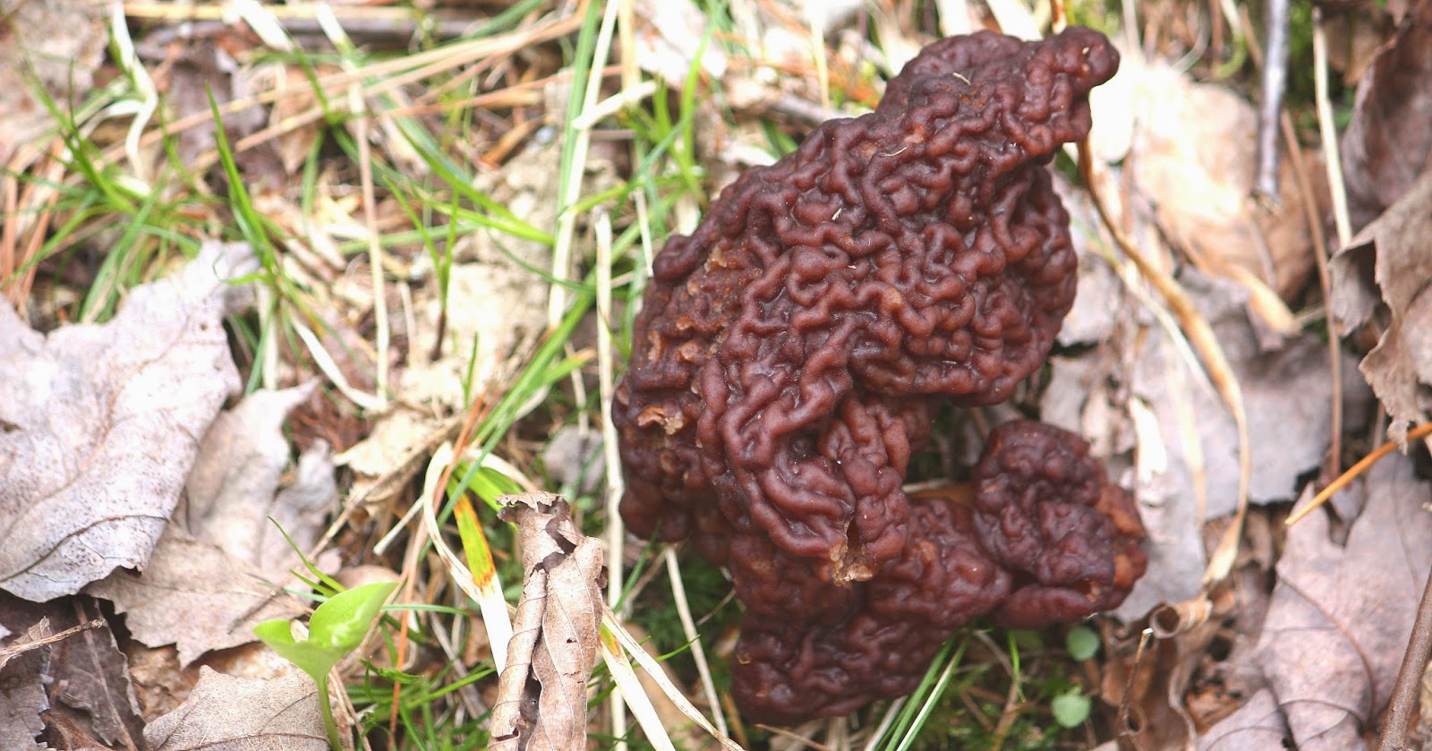 Susan Mayer's Haven False Morel
