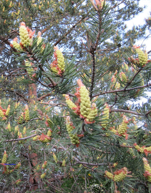 mänty-Pinus sylvestris-Scots Pine