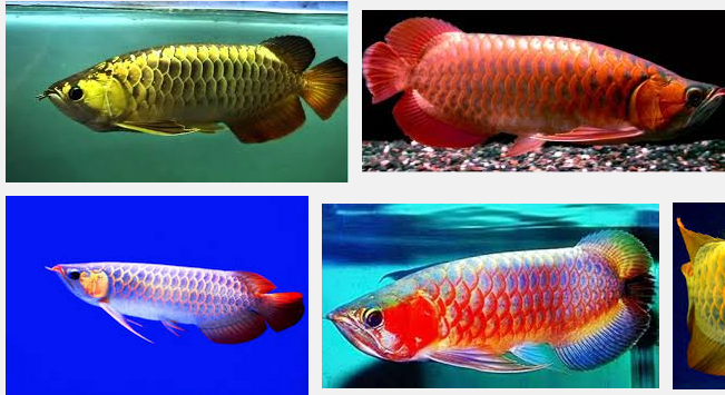 Ini Dia Jenis-Jenis Ikan Arwana Terbaik Serta Termahal Harganya Ini Dia Jenis-Jenis Ikan Arwana Terbaik Serta Termahal Harganya