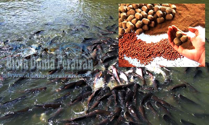 Pemilihan Pakan Yang Tepat dalam Budidaya Ikan di Desa Cikoneng