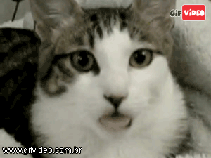 gif-animado-gato.gif