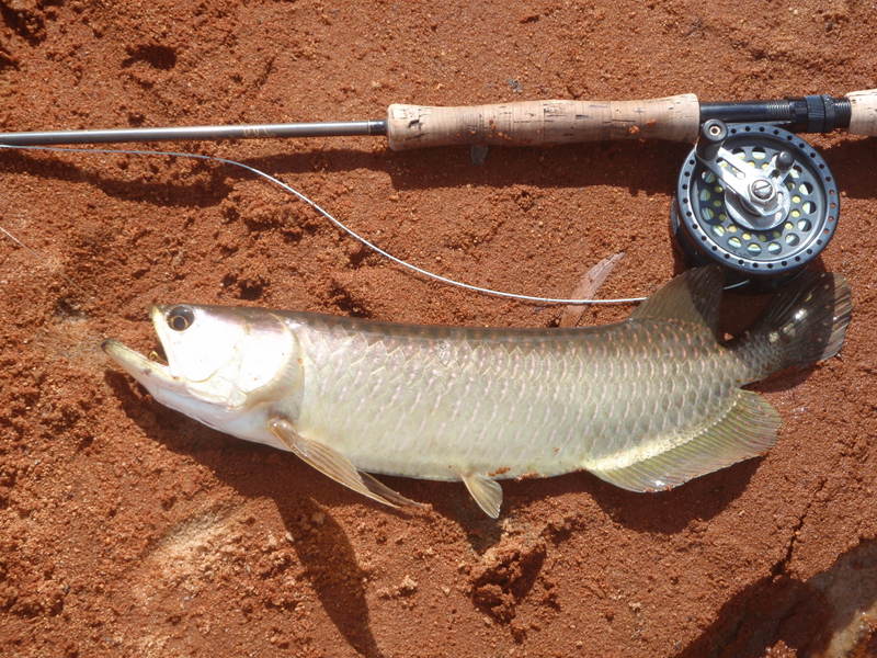 NT Fly Fishers : BEAUTIFUL SANDY
