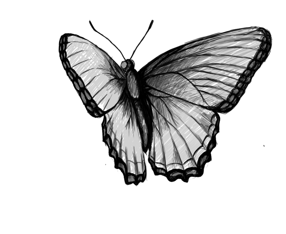 butterfly drawing