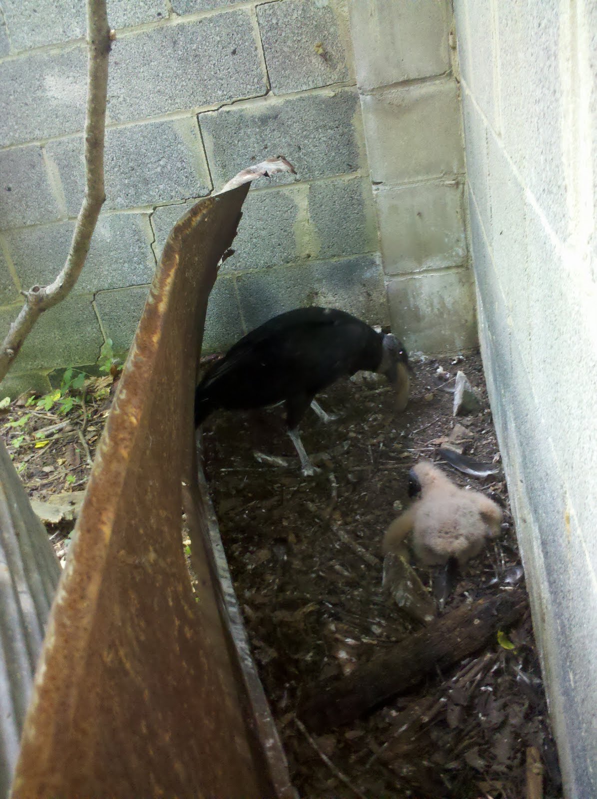 Razzberry Corner Baby Black Vulture