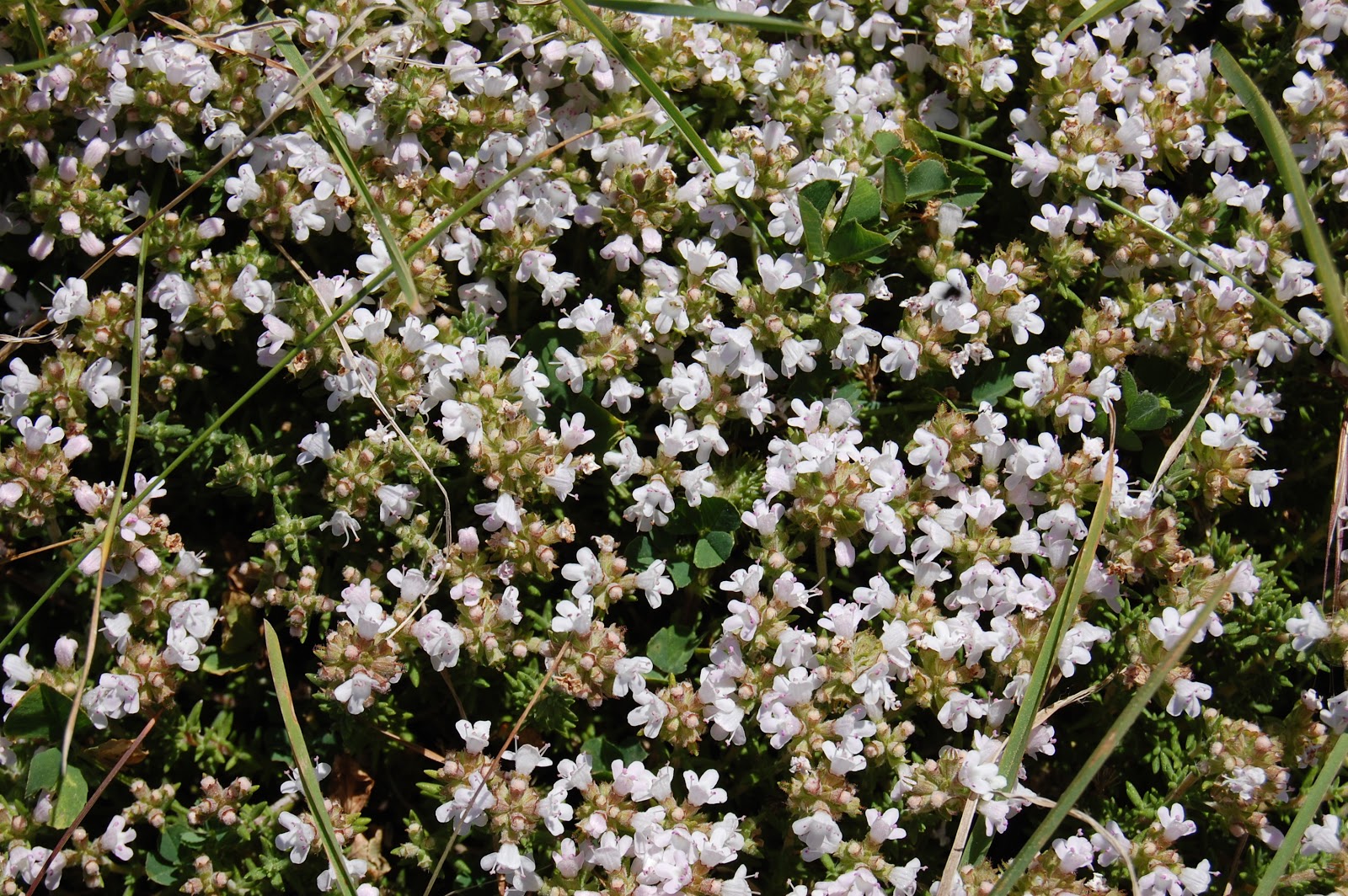 Plantas Beleza e Diversidade Tomilhinha (Thymus zygis ssp. sylvestris