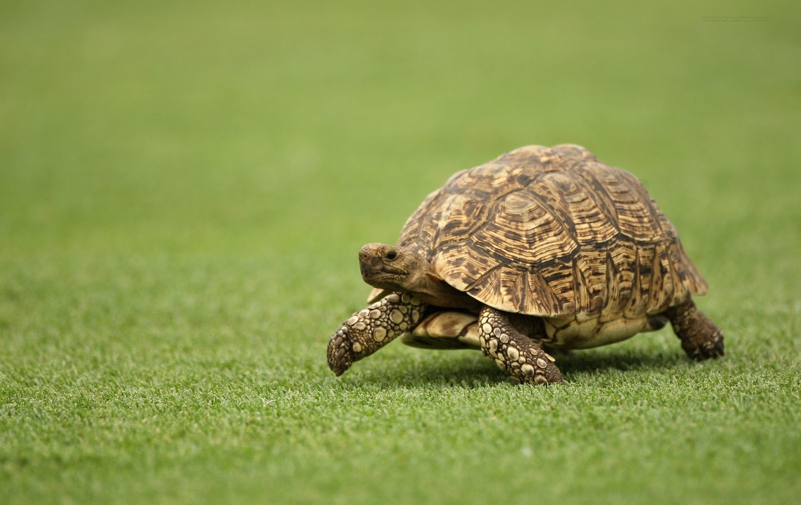 Tortoise wallpapers hd - Free Wallpaper