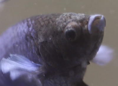 ENFERMEDAD MYCOBACTERIUM EN LOS PECES BETTAS ENFERMEDAD MYCOBACTERIUM EN LOS PECES BETTAS