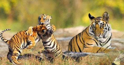 Panna National Park - Bundelkhand