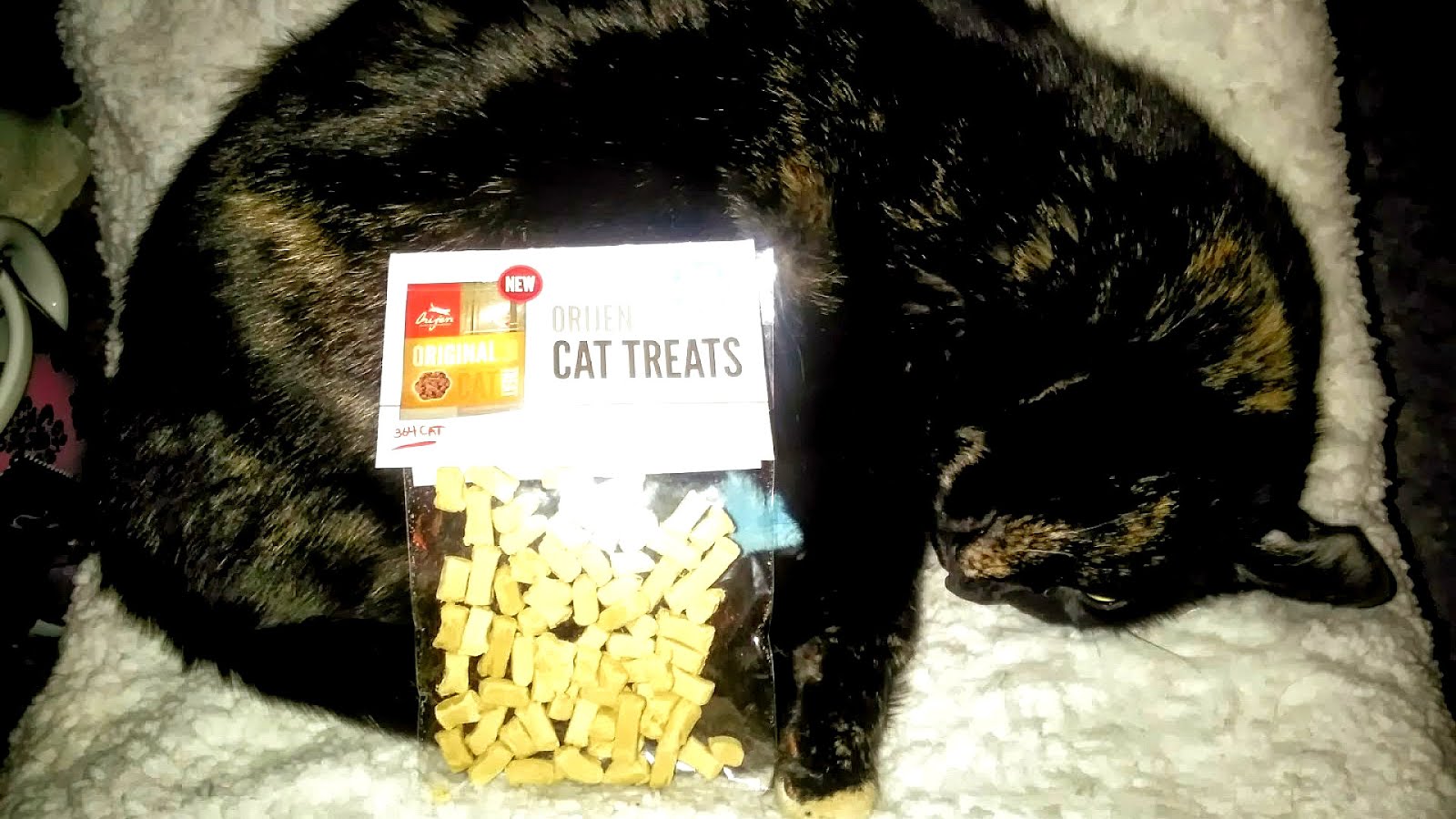 Cat Calories Per Day Cat Choices