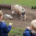 10 Things You Need To Know Before Visiting Piglets Adventure Farm In York | Family Day Out Review