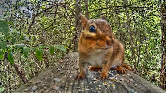 Cute Chipmunk in Forest - entertainment for cats
