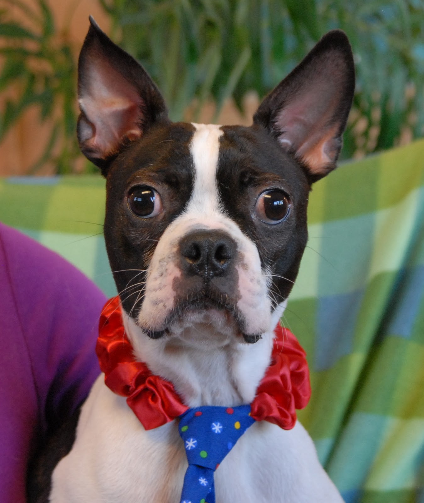 Boston Terrier Rescue Austin 84 - 3m18wta