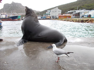 "Nicholas" the Semi-wild "Cape Fur seal that lives in "Hout Bay" harbour.