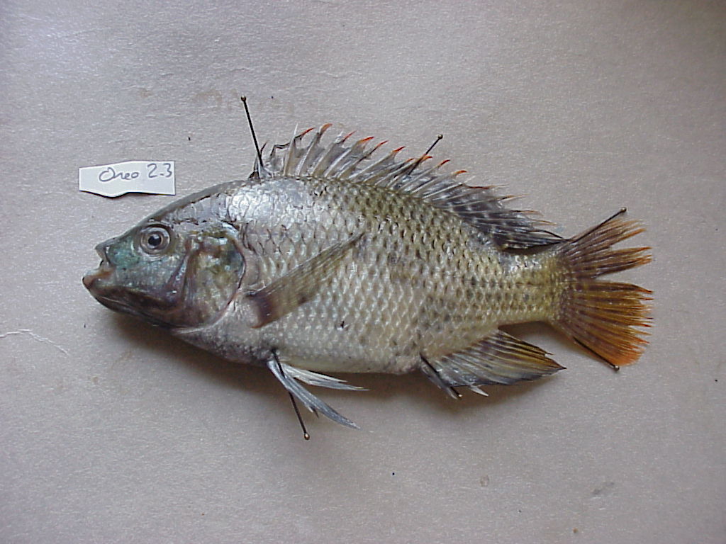 Artes de Pesca VAMOS A PESCAR TILAPIA 4ª Parte