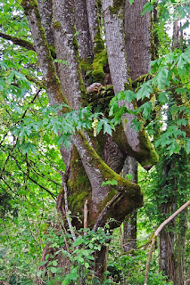 Juvenile Great Horned Owl, Owlet, Oregon, photos of baby owl, Dusty Lane Blog