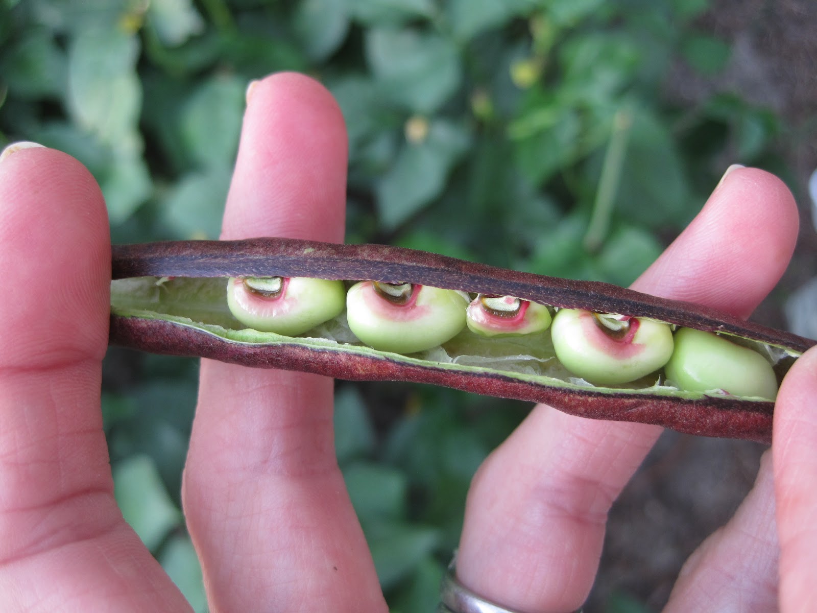Okra Hill Farm A Prettier Cousin of the BlackEyed Pea