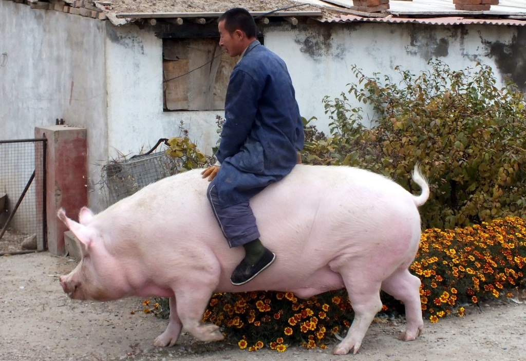 70 Of The Most Touching Photos Taken In 2015 - Farmer Zhang Xianping rides his 1300-pound pig 