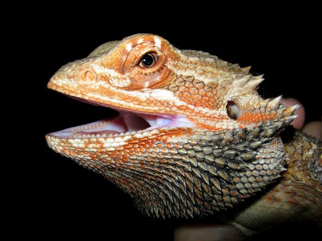 bed-for-bearded-dragon-reptile-carpet