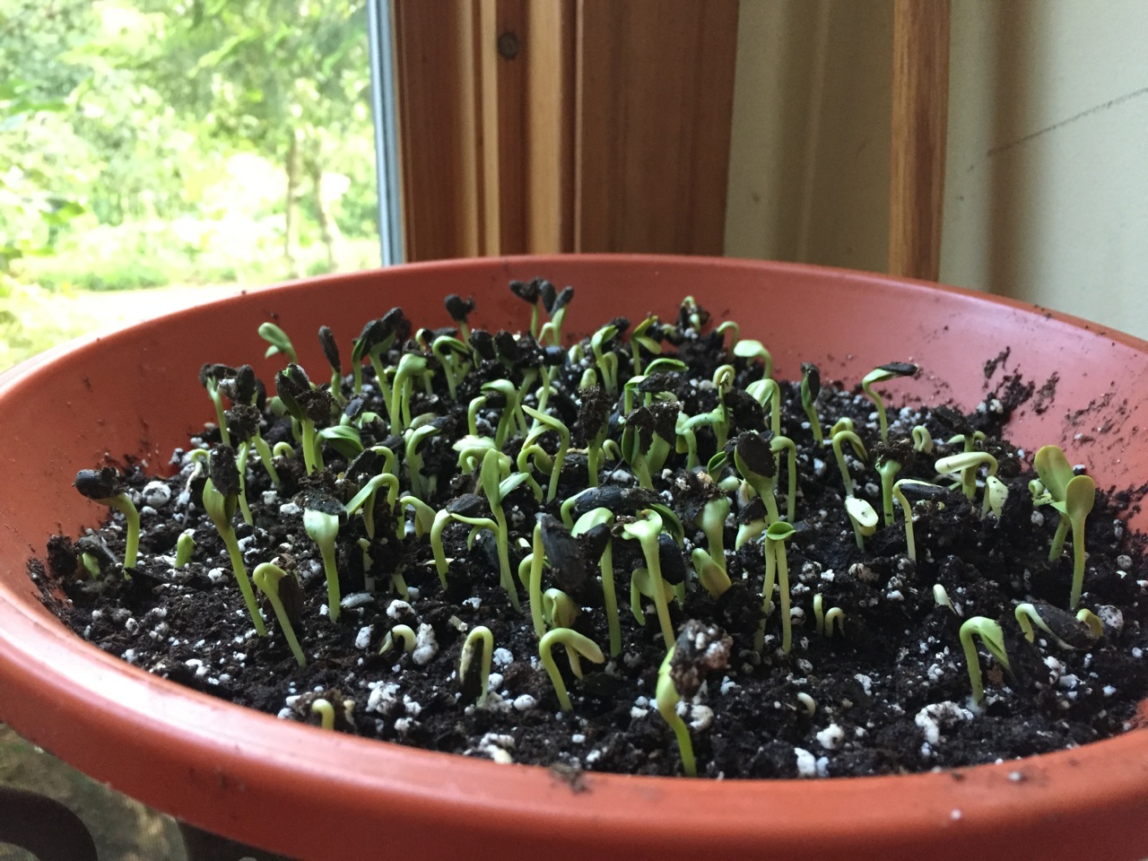 Julie Zickefoose on Blogspot How to Grow Sunflower Sprouts Easy, Fun