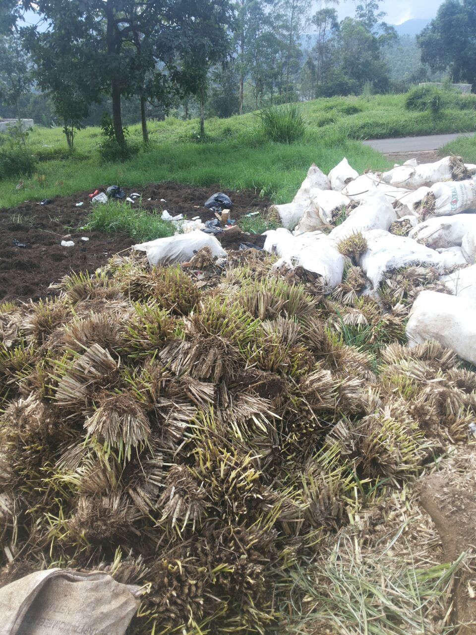 minyak akar wangi indonesia menjadi primadona di minyak akar wangi indonesia menjadi primadona di