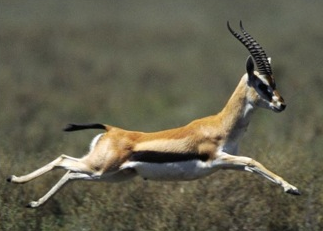 Hewan Darat Tercepat Info Unik Seputar Kita