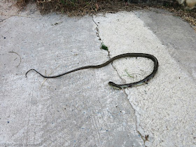 Run over snake