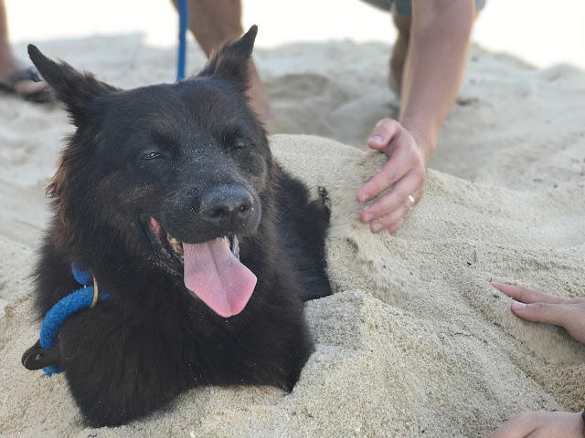 Furkid Family Day MercyLight Adoption Family Fun Day Pets Singapore