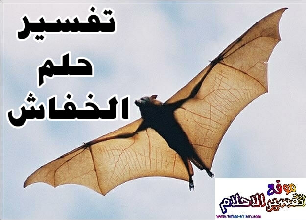 تفسير حلم الخفاش أو الوطواط في المنام تفسير حلم الخفاش أو الوطواط في المنام
