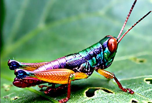 Cara Berkembang Biak Serangga