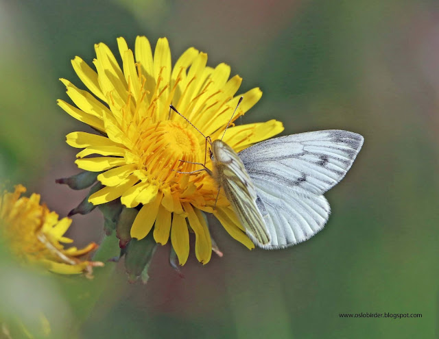Butterflies green%2Bveined%2Bwhite%2BIMG 9073%2Bcopy